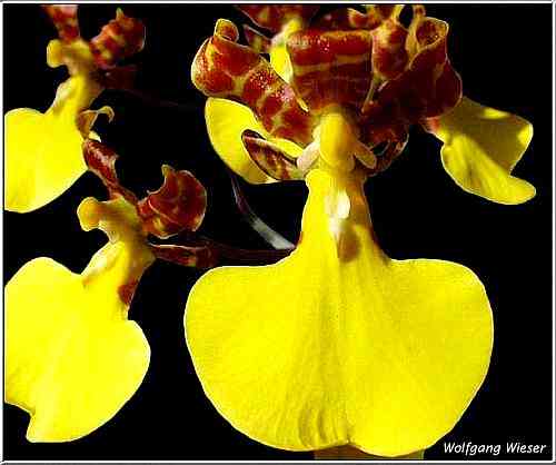 Oncidium splendidum